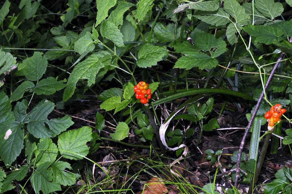 Bacche rosse, di Arum sp. (Araceae)